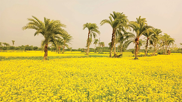 সরিষার ফুলে দুলছে কৃষকের স্বপ্ন