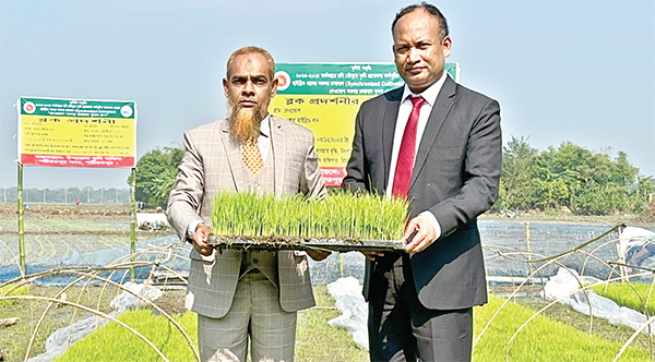 শরীয়তপুরে সমলয় পদ্ধতিতে বোরো আবাদ