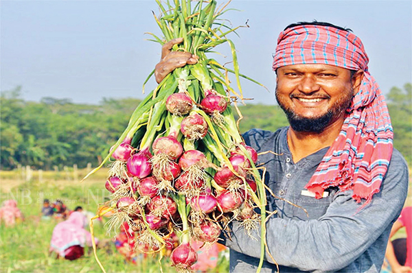 স্বপ্ন দেখাচ্ছে পেঁয়াজের নতুন জাত ‘এন-ফিফটি থি’