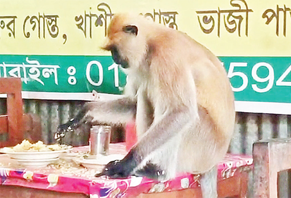 ক্ষুধা পেলে রেস্টুরেন্টে ছুটে যায় মুখপোড়া হনুমান