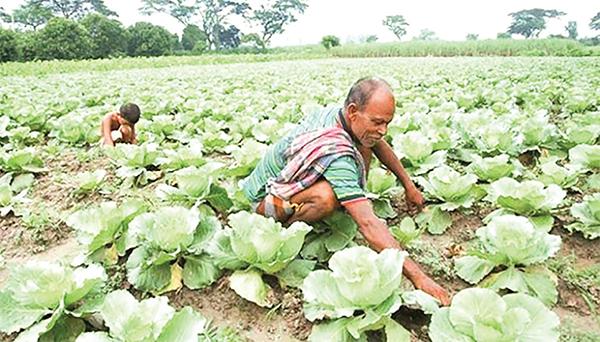 শীতকালীন সবজির বাম্পার ফলন