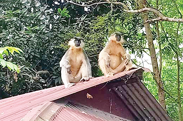 মধুপুর বনের প্রাণী লোকালয়ে এসে প্রাণ হারাচ্ছে