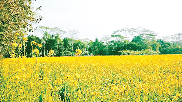 খুলনায় মাঠজুড়ে হলুদের ঢেউ