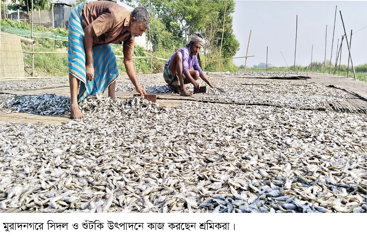 মুরাদনগরের উৎপাদিত সিদল শুঁটকি রপ্তানি হচ্ছে বিদেশে