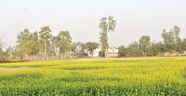 দিনাজপুরে রবিশস্য উৎপাদন ব্যাহত হওয়ার শঙ্কা