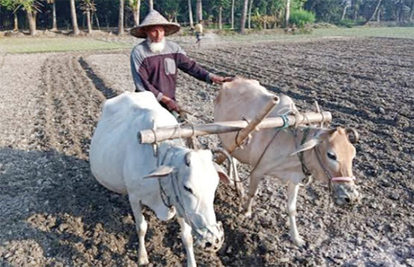 আধুনিকতায় হারিয়ে যাচ্ছে গরু দিয়ে হালচাষ