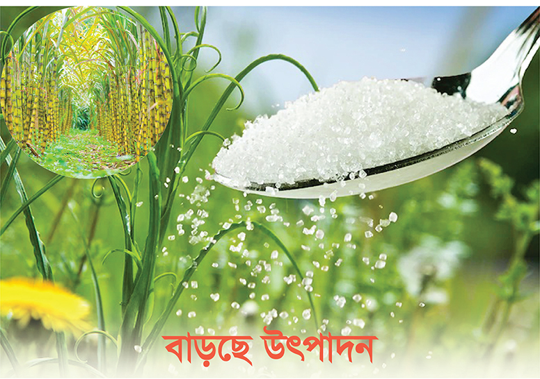 আখ চাষে ৩ গুণ লাভ