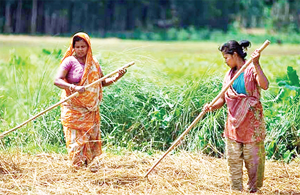 ফসল উৎপাদনে নারীরাও পিছিয়ে নেই