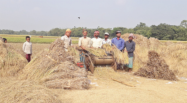 দাম নিয়ে হতাশায় আমন চাষিরা