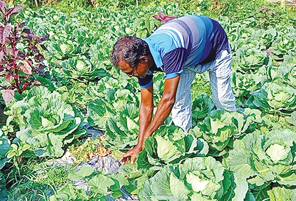 বিষমুক্ত কৃষিতে বাজিমাত