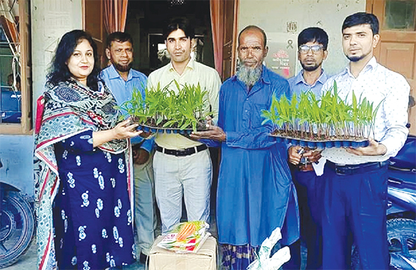 ট্রে পদ্ধতিতে ভুট্টা বীজ থেকে চারা উৎপাদন