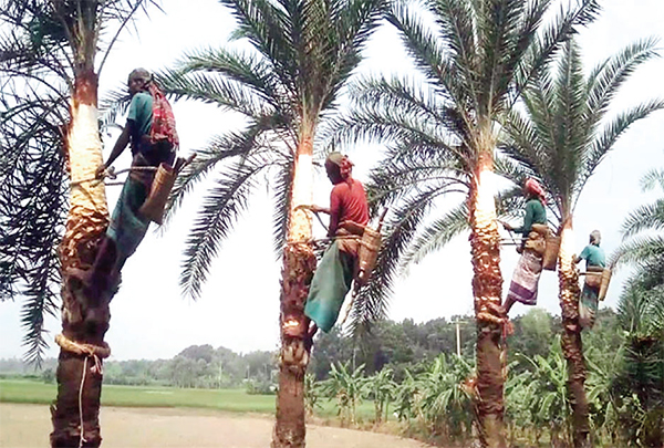 দিনাজপুরে খেজুর রস সংগ্রহ ও গুড় তৈরিতে ব্যস্ত গাছিরা