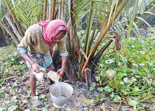 বরগুনার সম্ভাবনাময় গোলের রস ও গুড়