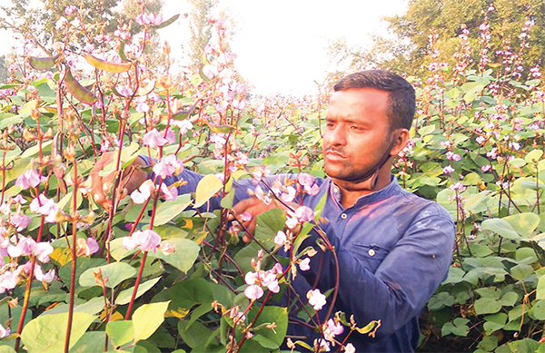 রঙিন ফুলে স্বপ্ন দেখছেন শিম চাষি বুলবুল