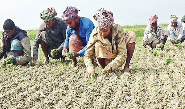 বালিয়াকান্দিতে পেঁয়াজ চাষের ধুম