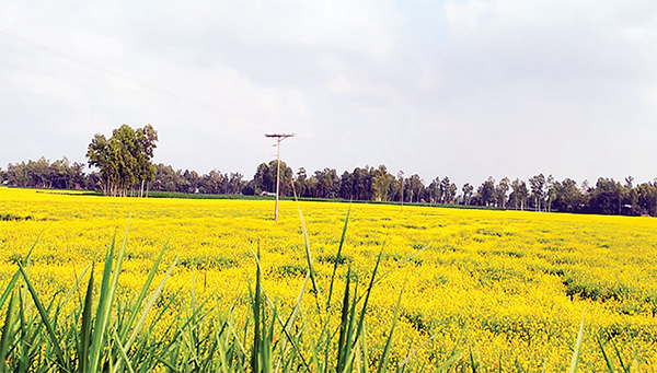 চারদিকে হলুদের ছড়াছড়ি