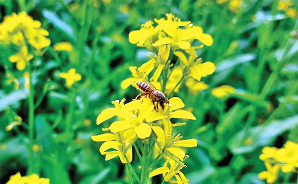 রাজবাড়ীতে বেড়েছে সরিষা চাষ