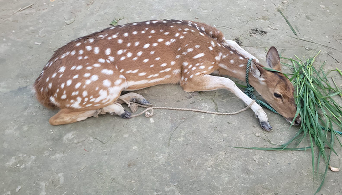 মিরসরাইয়ে বিলুপ্ত প্রজাতির হরিণ উদ্ধার