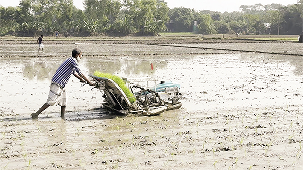 সমলয় পদ্ধতিতে বোরো চাষাবাদ