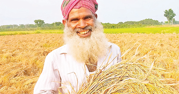 নতুন দুই জাতের ধানের অনুমোদন