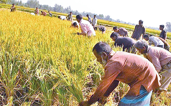 ঝলকাঠিতে আমন ধানের বাম্পার ফলন