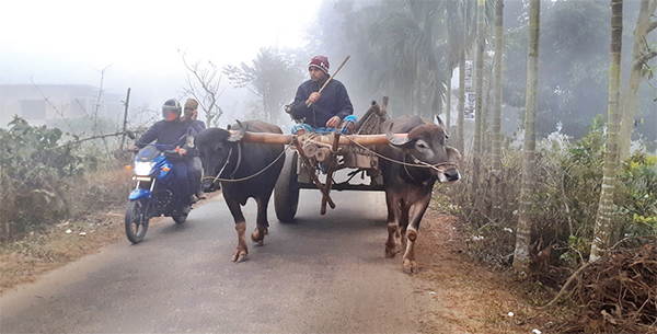 কুয়াশার হিমশীতলে বিপর্যস্ত পঞ্চগড়