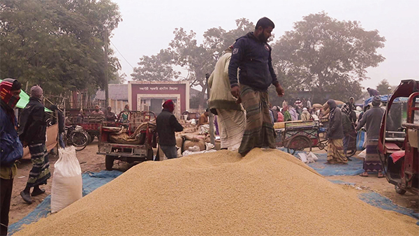 হাটে আমন ধানের সরবরাহ কম