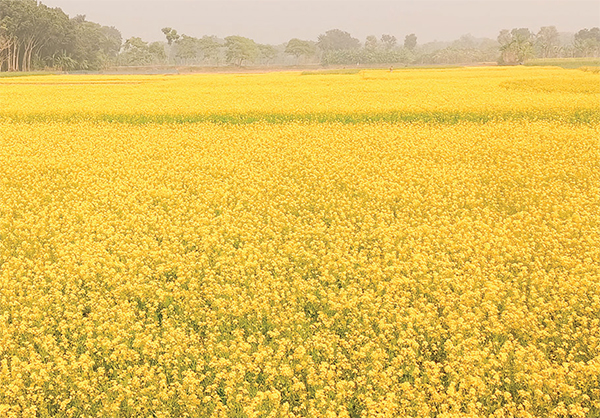 সরিষার বাম্পার ফলনের সম্ভাবনা