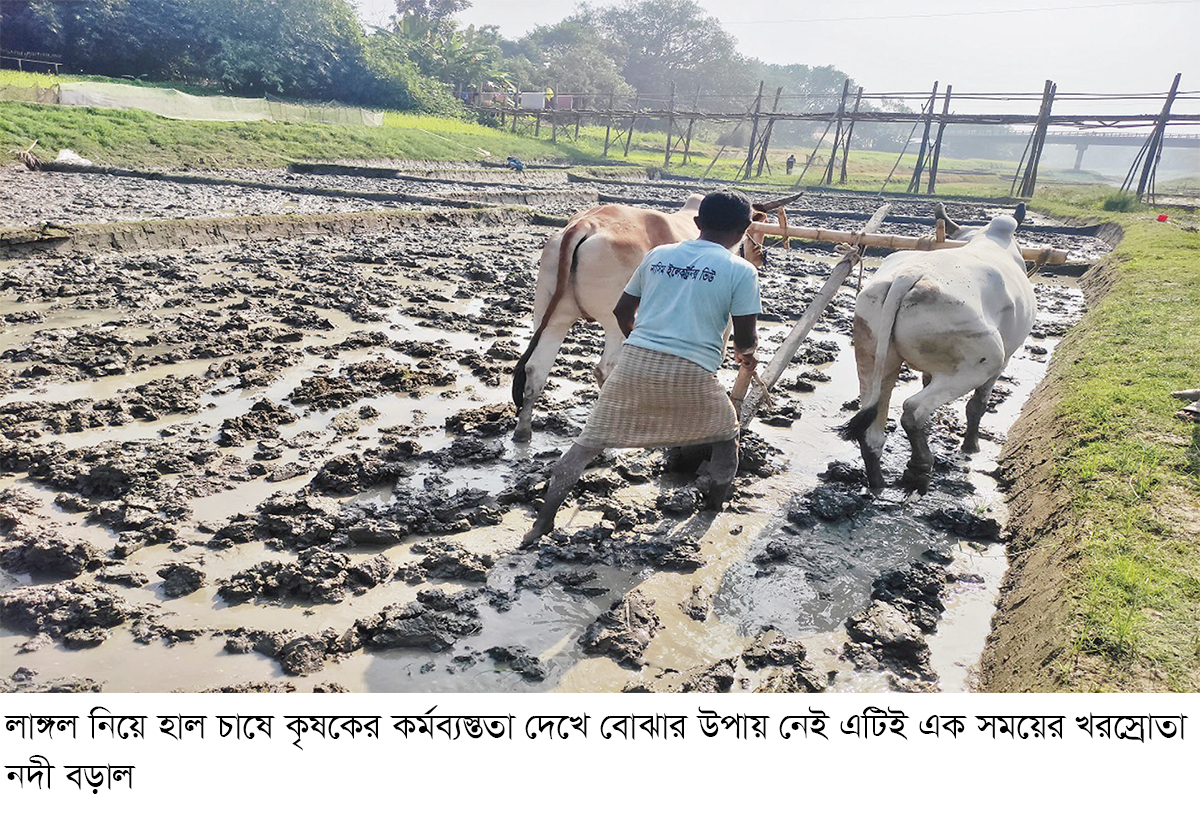 এক সময়ের খরস্রোতা বড়াল নদী এখন ফসলের মাঠ