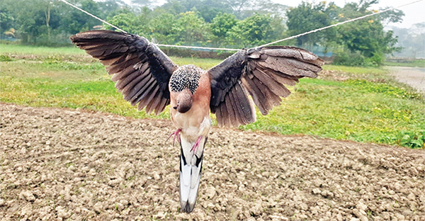 বিষ দিয়ে দুই শতাধিক পাখি নিধন