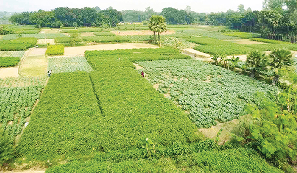 নওগাঁয় ৫২৫ কোটি টাকার শীতকালিন সবজি বাণিজ্যের আশা