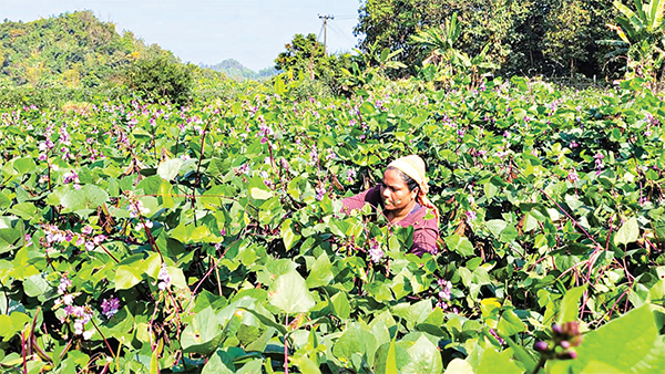 শিম চাষে ৩ মাসে লাখ টাকা আয়