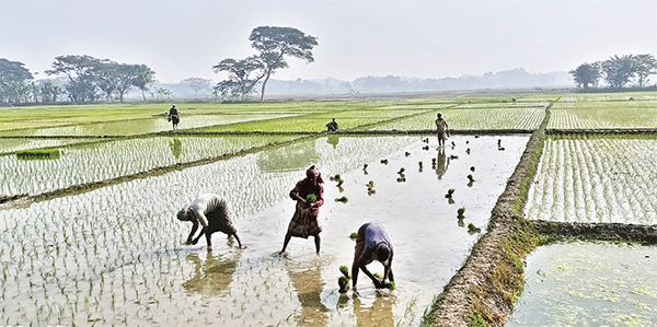 ভালো ফলনের আশায় ইরি বোরো রোপণে ব্যস্ত কৃষক