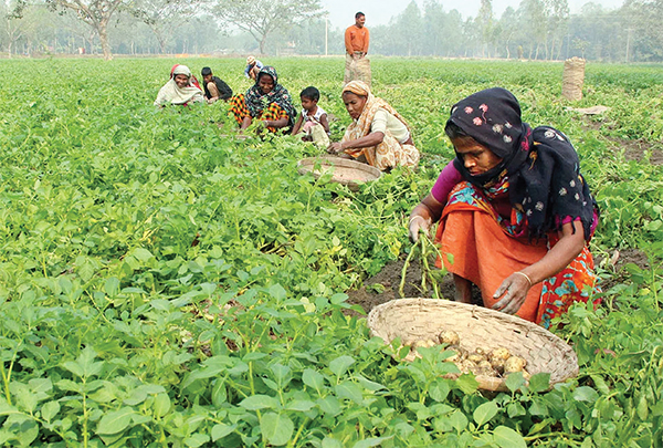 ঘন কুশায়ায় আলুখেতে পচারি রোগের প্রাদুর্ভাব