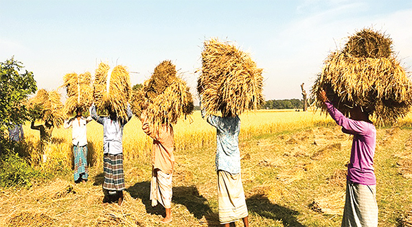 ভালো ফলনেও বাড়ল চালের দাম