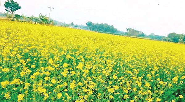 দিনাজপুরে সরিষা উৎপাদনের অপার সম্ভাবনা