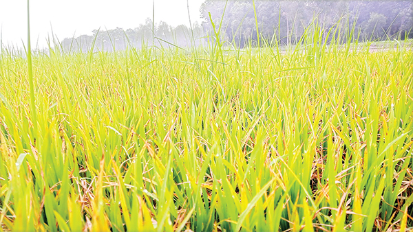 কোল্ড ইনজুরিতে বীজতলা নষ্টের শঙ্কায় রাজশাহীর কৃষক