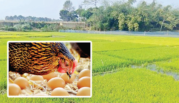 তীব্র শীতে ফসলের বড় ক্ষতির শঙ্কা