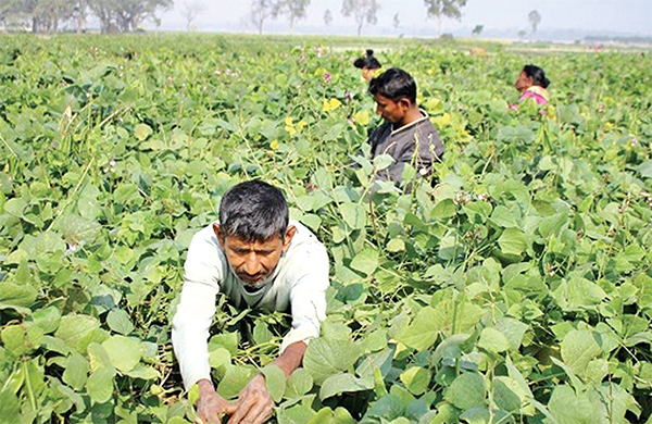 ফুলবাড়ীতে শীতকালীন সবজির বাম্পার ফলন