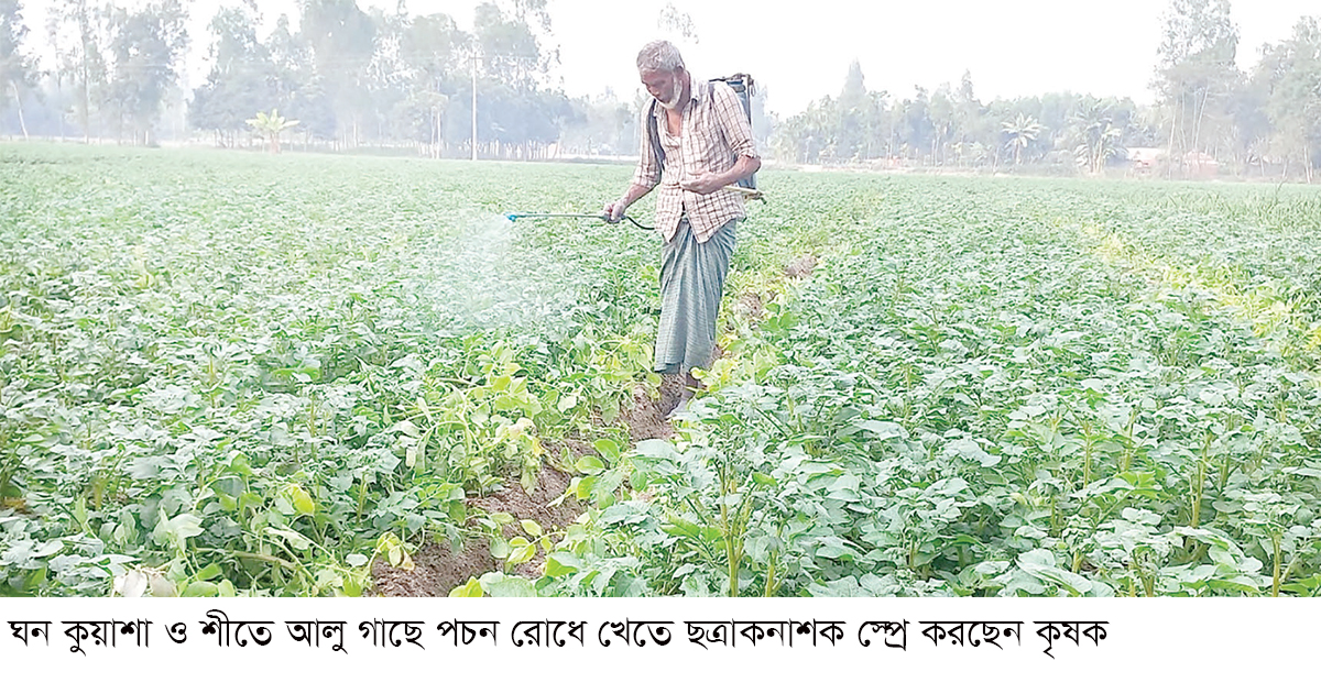 ঘন কুয়াশায় লেট ব্লাইটের শঙ্কায় রংপুরের আলুচাষিরা