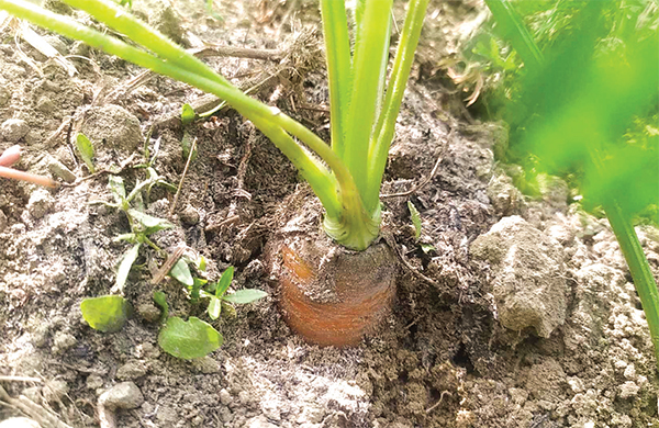 মিরসরাইয়ে গাজর চাষে সফল কৃষক নুর আলম