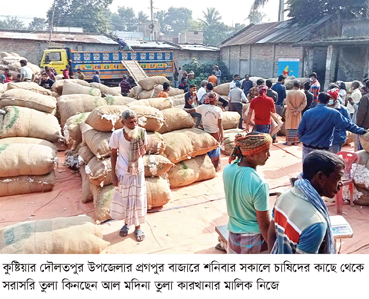 দৌলতপুরে তুলার চাষ বাড়লেও লাভ নিয়ে শঙ্কায় চাষিরা