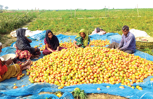 রাজবাড়ীতে হাইব্রিড টমেটোর বাম্পার ফলন