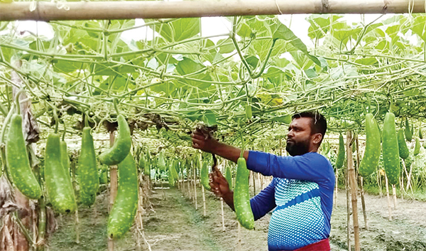 কেশবপুরে লাউ চাষে সফল মতিউর