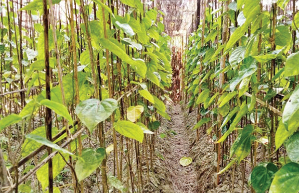 ঘন কুয়াশায় ঝরে পড়ছে পান