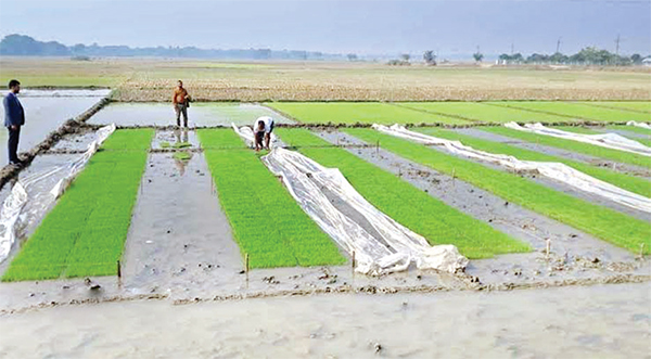 বোরোর বীজতলা পরিচর্যায় ব্যস্ত দিনাজপুরের চাষিরা