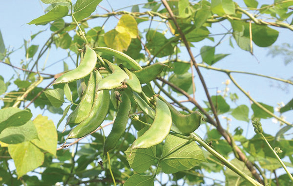 সীতাকুণ্ডের শিম রপ্তানি হচ্ছে ইতালিতে