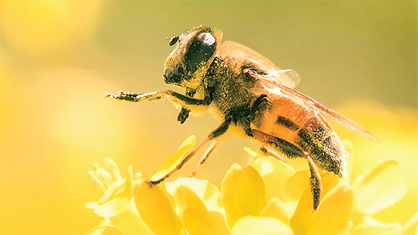 তীব্র শীতে মরছে মৌমাছি