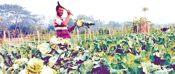 দিনাজপুরে শীতকালীন সবজির বাম্পার ফলন