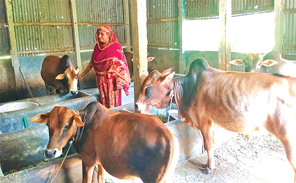 গাভী পালনে স্বাবলম্বী মেহেরুন্নেছা